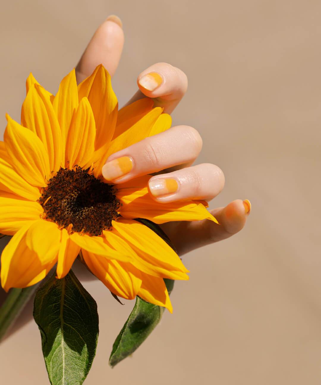 09 Sunflower イメージ画像